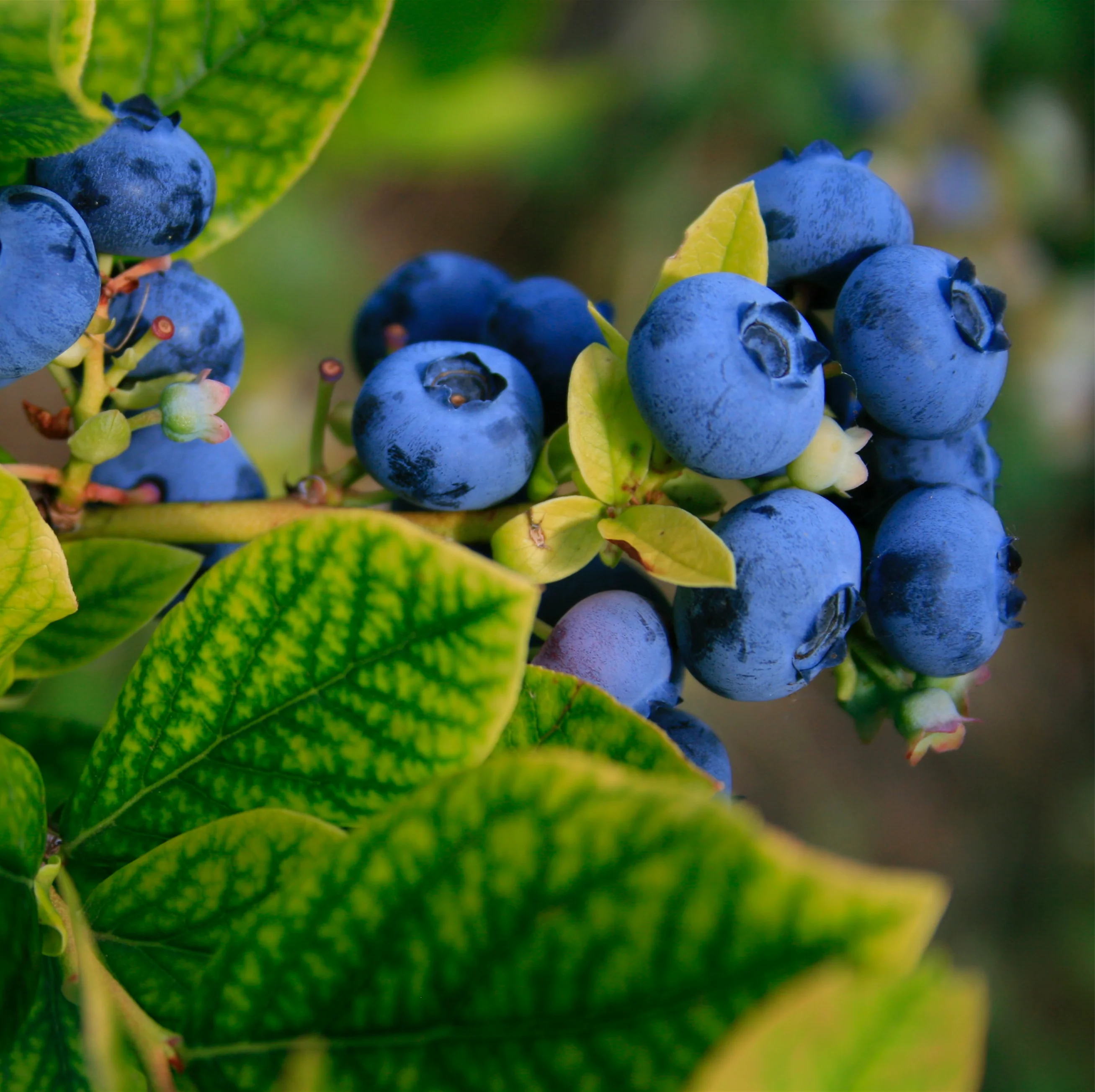 BLUEBERRY VITALITY - Image 4