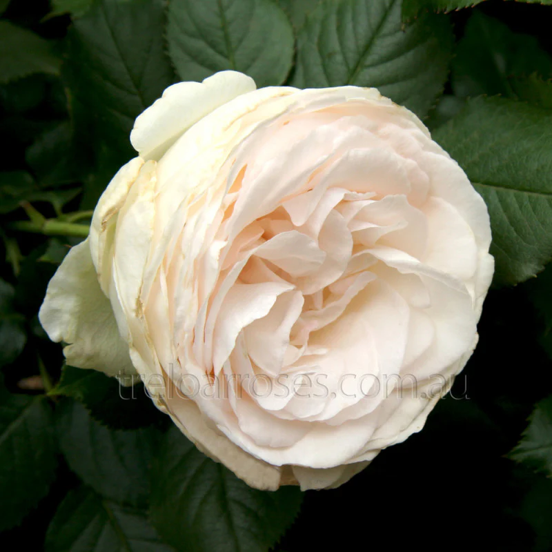 PRE ORDER - CLIMBING BLUSHING PIERRE DE RONSARD - Bare Rooted - Image 3