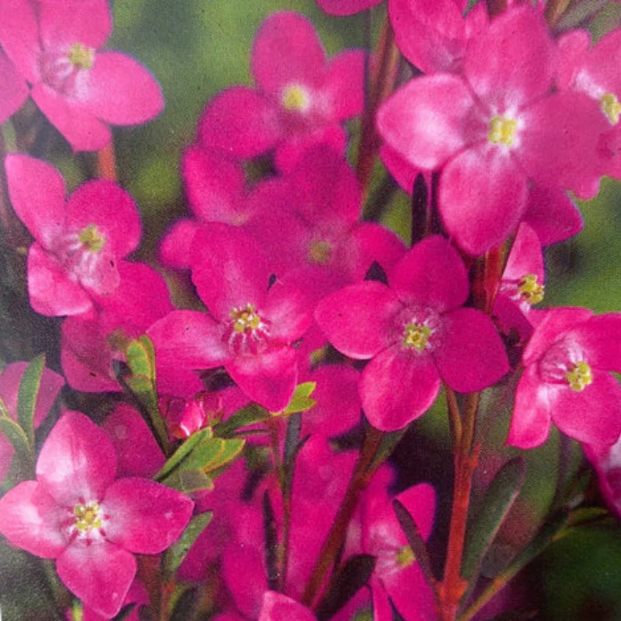 BORONIA 'SUPER DOOPER'