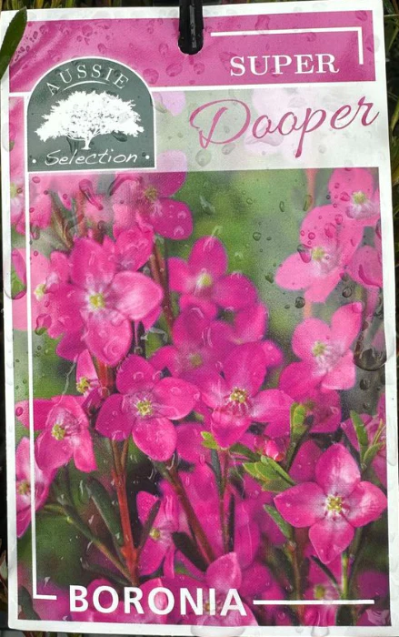 BORONIA 'SUPER DOOPER' - Image 2