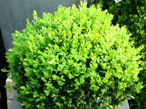 BUXUS / ENGLISH BOX 140MM - Image 3
