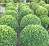 BUXUS / ENGLISH BOX 140MM - Image 4