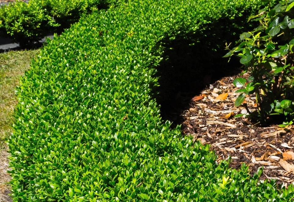 BUXUS ENGLISH BOX 200MM - Image 3
