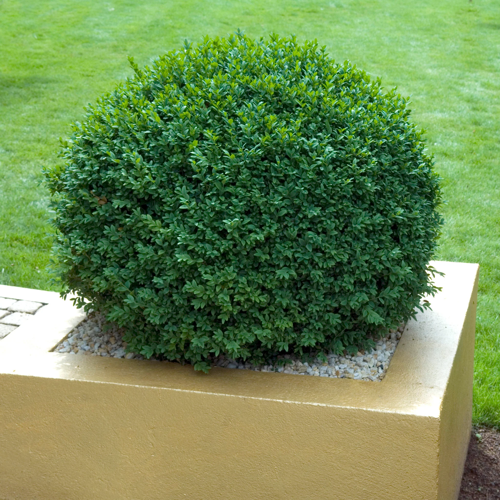 BUXUS ENGLISH BOX 200MM - Image 4