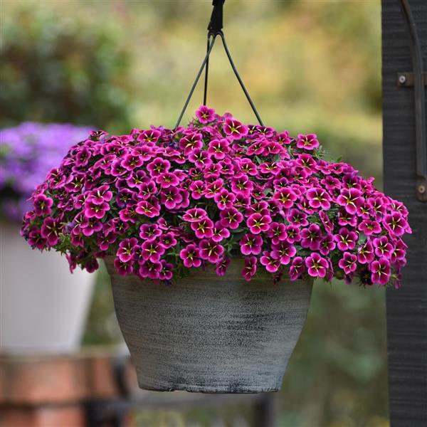 CALIBRACHOA GOODNIGHT KISS - Image 2