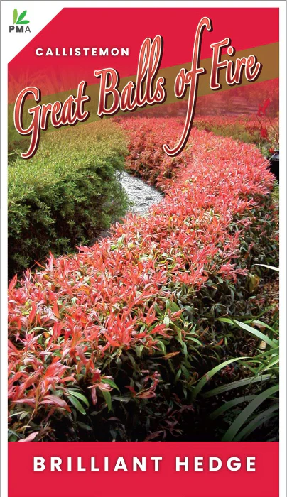 CALLISTEMON GREAT BALLS OF FIRE - Image 3