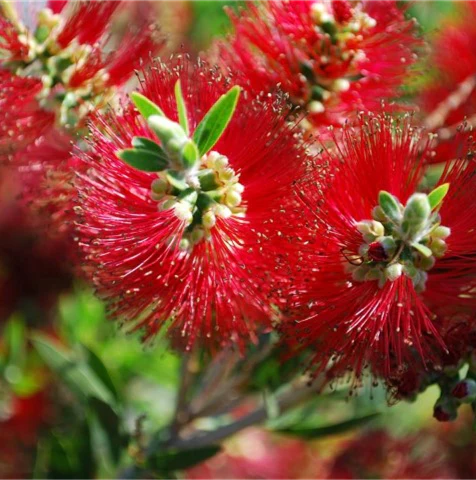 CALLISTEMON MARY MCKILLOP