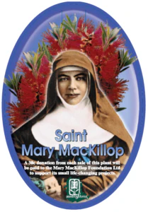CALLISTEMON MARY MCKILLOP - Image 2
