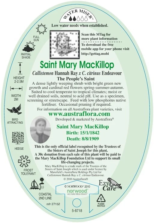 CALLISTEMON MARY MCKILLOP - Image 3