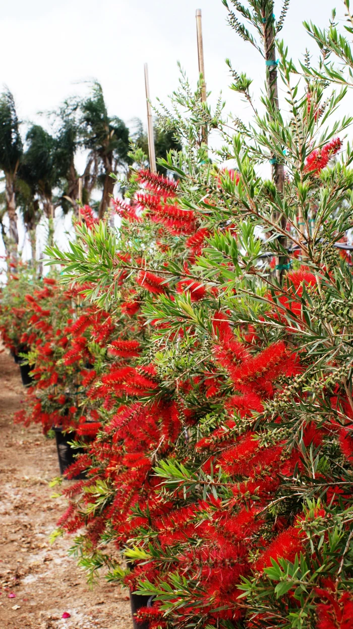 CALLISTEMON VIMINALIS SLIM - Image 2