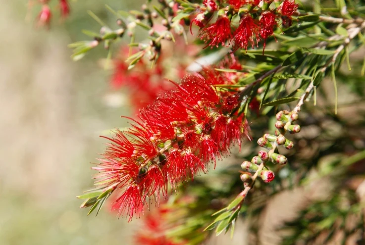 CALLISTEMON VIMINALIS SLIM - Image 3