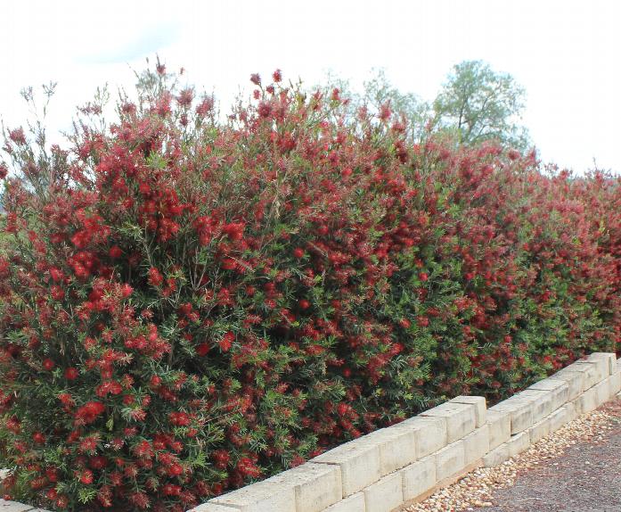 CALLISTEMON VIMINALIS SLIM - Image 4