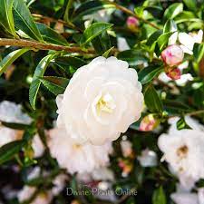 CAMELLIA EARLY PEARLY - Image 2