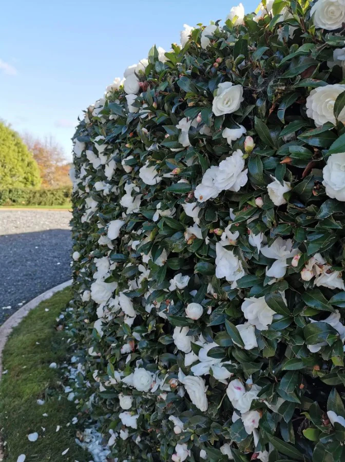 CAMELLIA EARLY PEARLY - Image 3