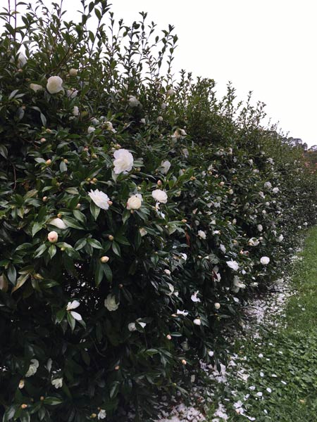 CAMELLIA EARLY PEARLY - Image 4