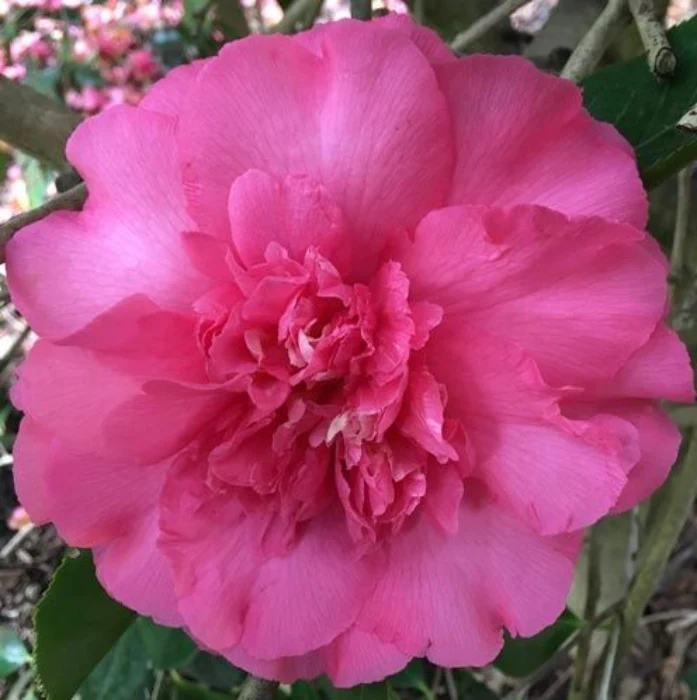 CAMELLIA JAPONICA ELEGANS SUPREME