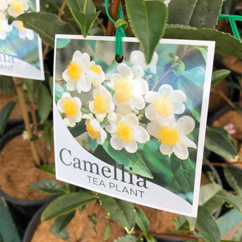 CAMELLIA SINENSIS TEA CAMELLIA 140MM