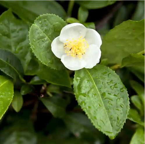 CAMELLIA SINENSIS TEA CAMELLIA 140MM - Image 2