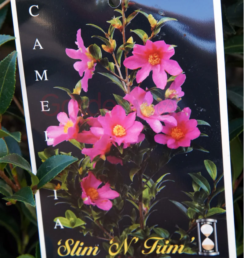 CAMELLIA SLIM N TRIM 180mm - Image 3