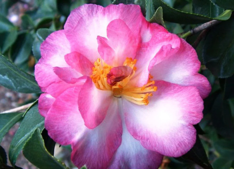 CAMELLIA SOMETHING SPECIAL 140MM - Image 2