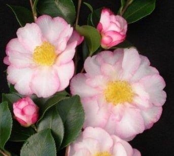 CAMELLIA SOMETHING SPECIAL 140MM - Image 4