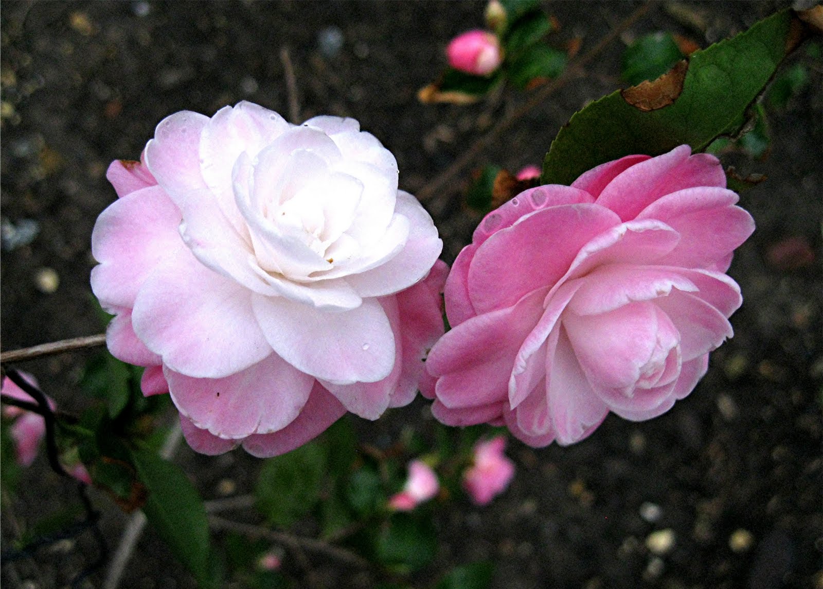 CAMELLIA SWEET JANE 170MM - Image 2