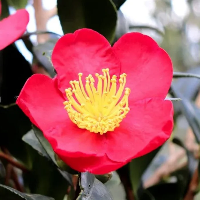 CAMELLIA YULETIDE