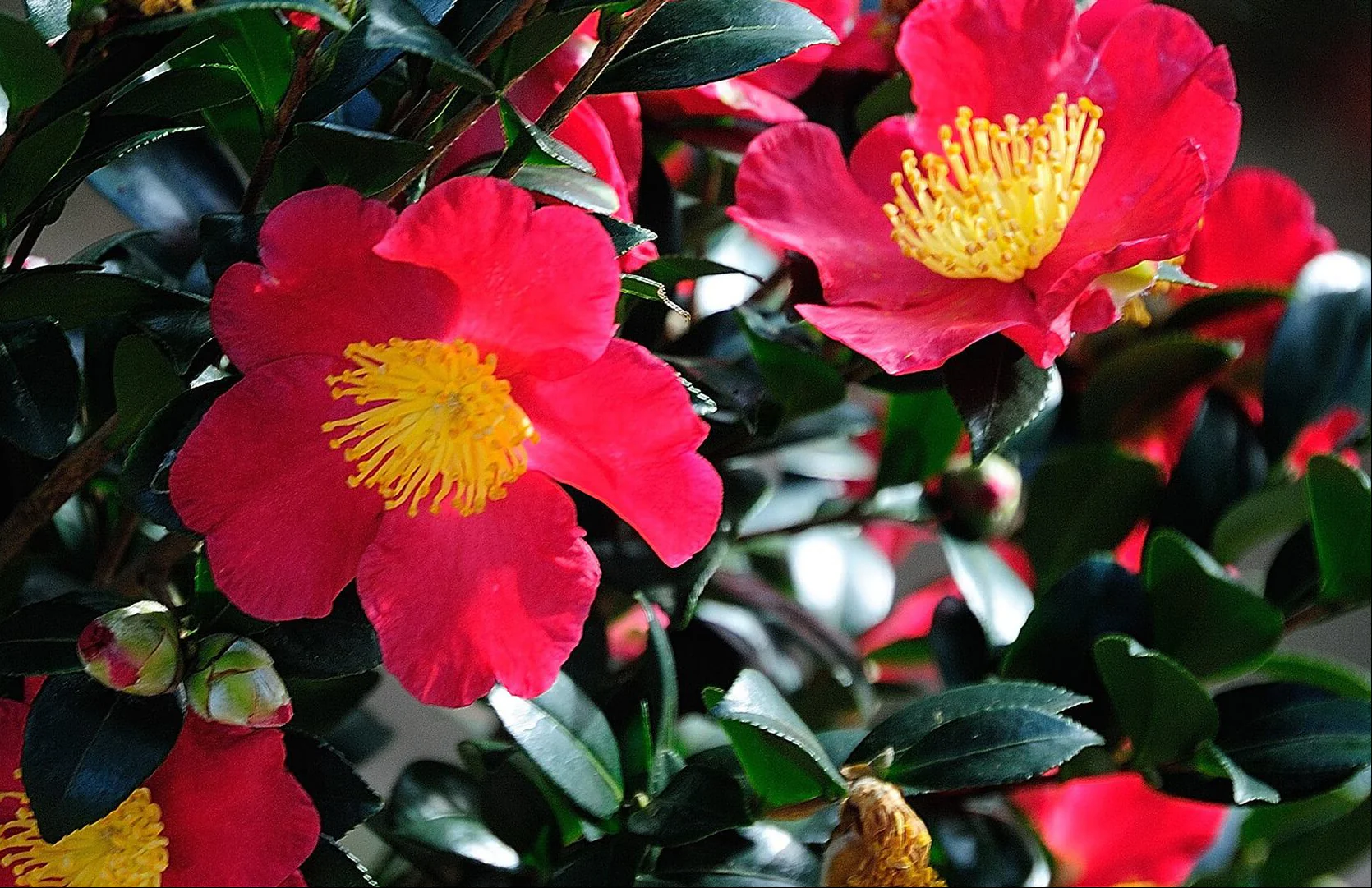 CAMELLIA YULETIDE - Image 2