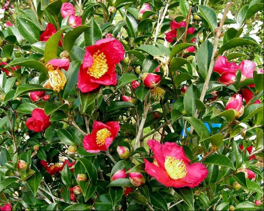 CAMELLIA YULETIDE - Image 3