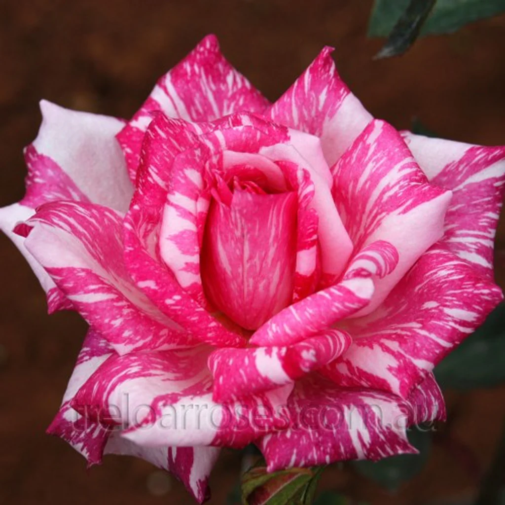 PRE ORDER - CANDY STRIPE - Bare Rooted