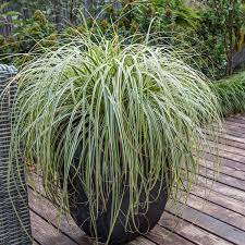 CAREX FEATHER FALLS - Image 3