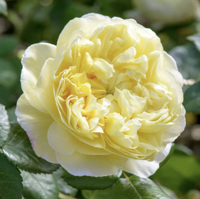 PRE ORDER - CHARLES DARWIN DA - Bare Rooted
