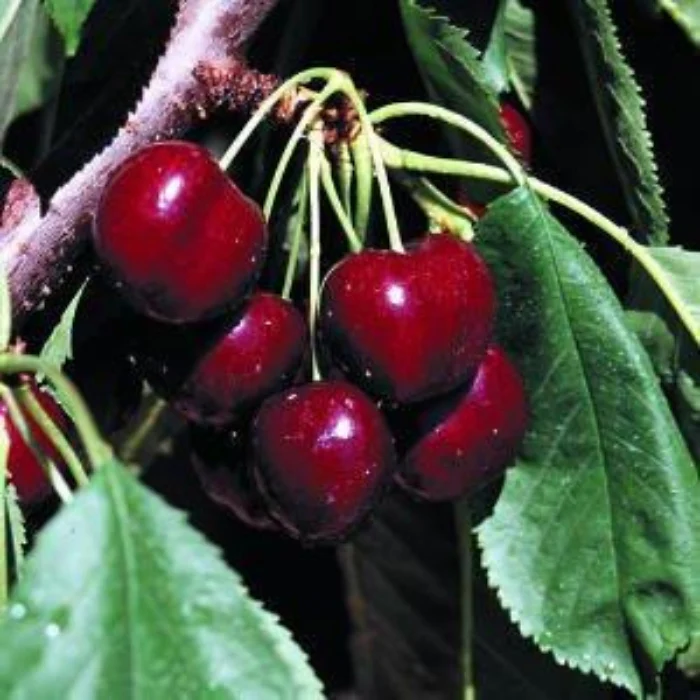 CHERRY LAPIN Potted