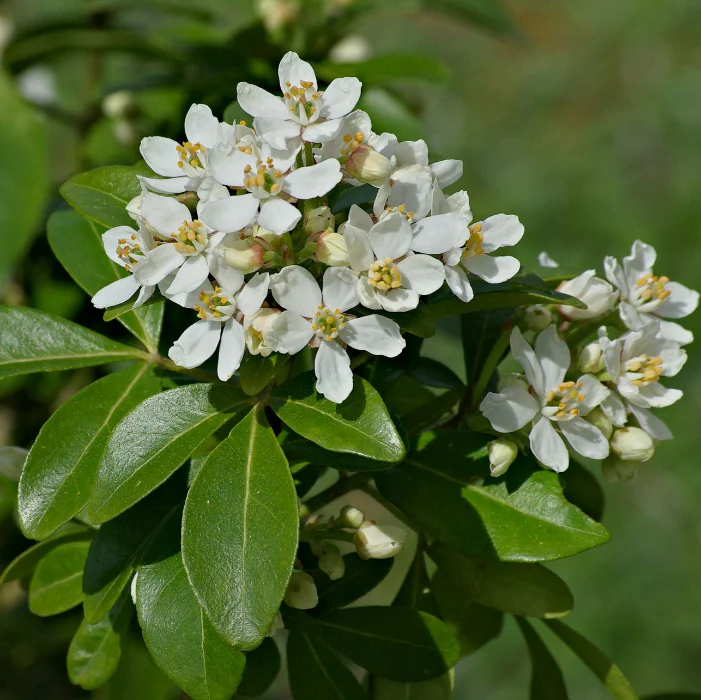 CHOISYA TERNATA