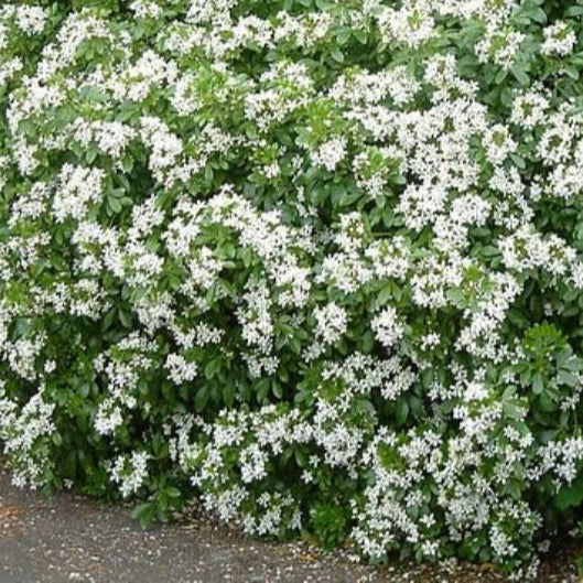 CHOISYA TERNATA - Image 2