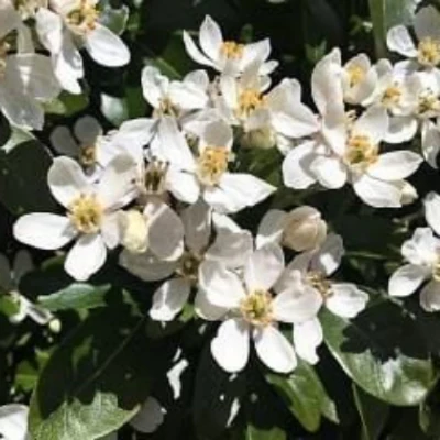 CHOISYA TERNATA - Image 3