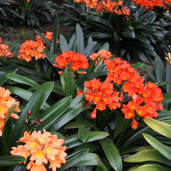 CLIVIA MINIATA 140MM