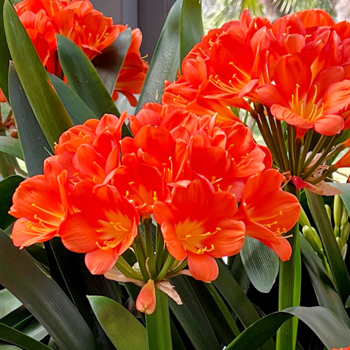 CLIVIA MINIATA 140MM - Image 2