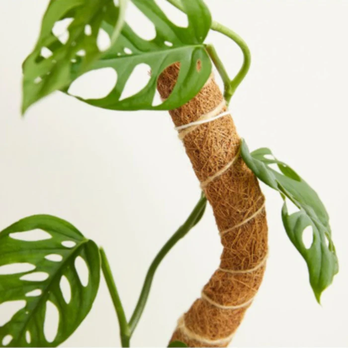 COCO CLIMBER 16" WTW - Image 3