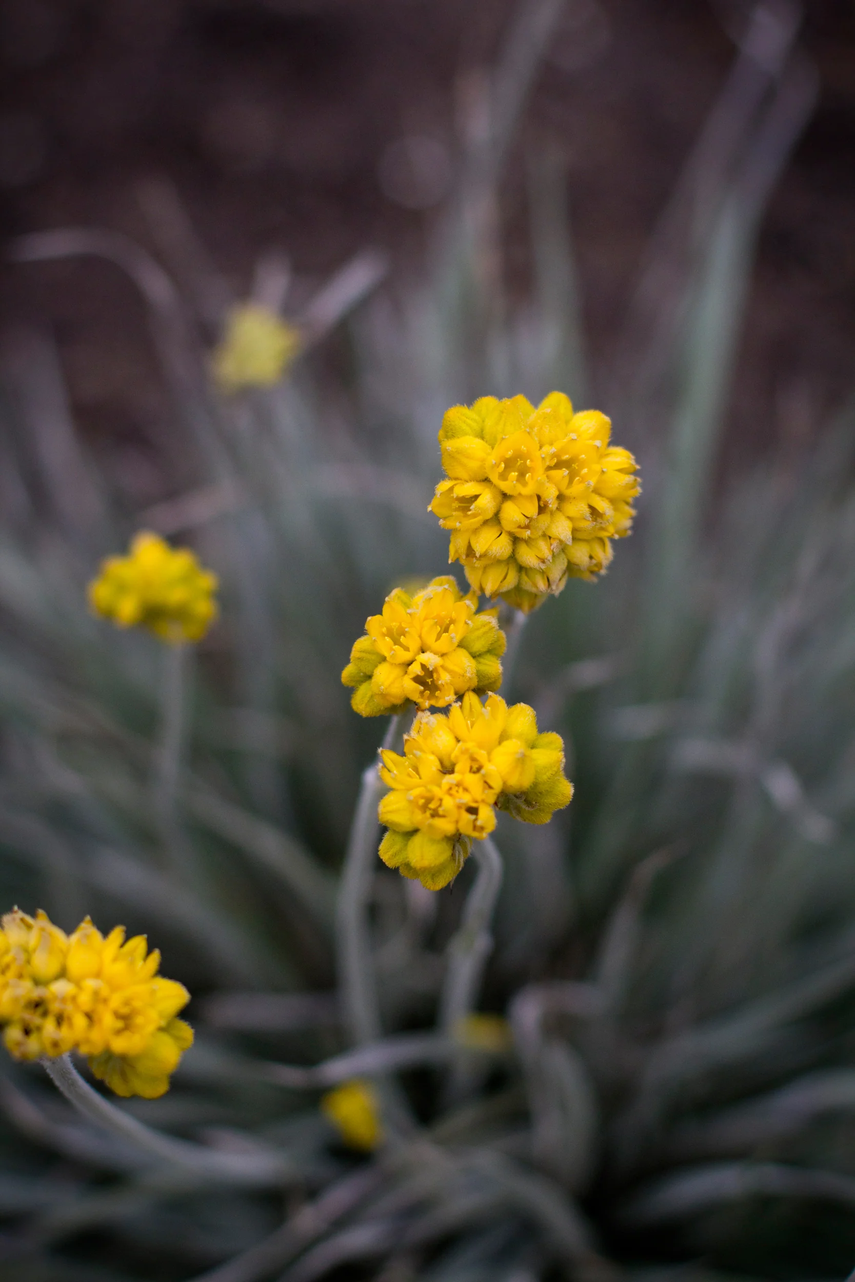 CONOSTYLIS SILVER SUNRISE - Image 3