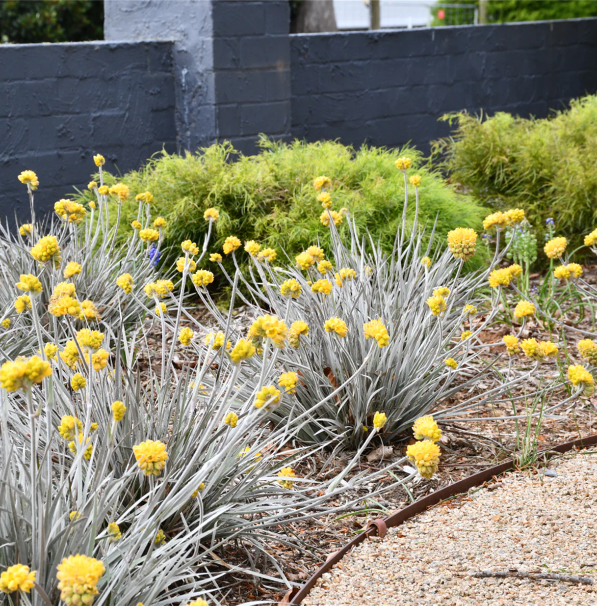 CONOSTYLIS SILVER SUNRISE - Image 4