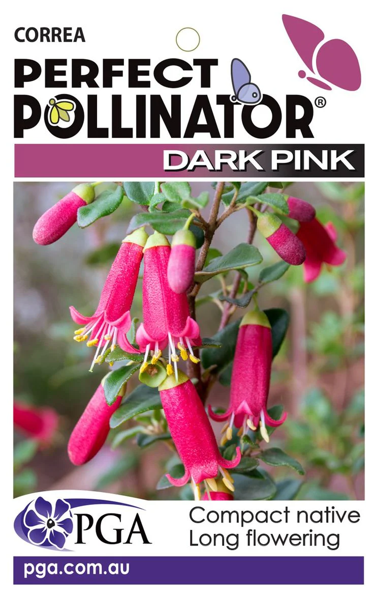 CORREA PERFECT POLLINATOR - Image 3