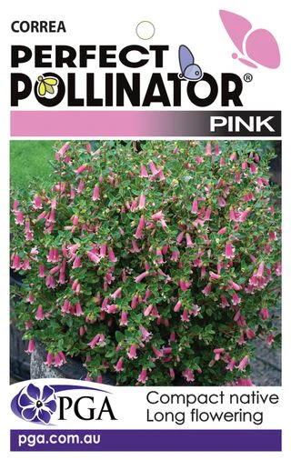 CORREA PERFECT POLLINATOR - Image 4