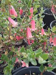 CORREA PERFECT POLLINATOR - Image 5
