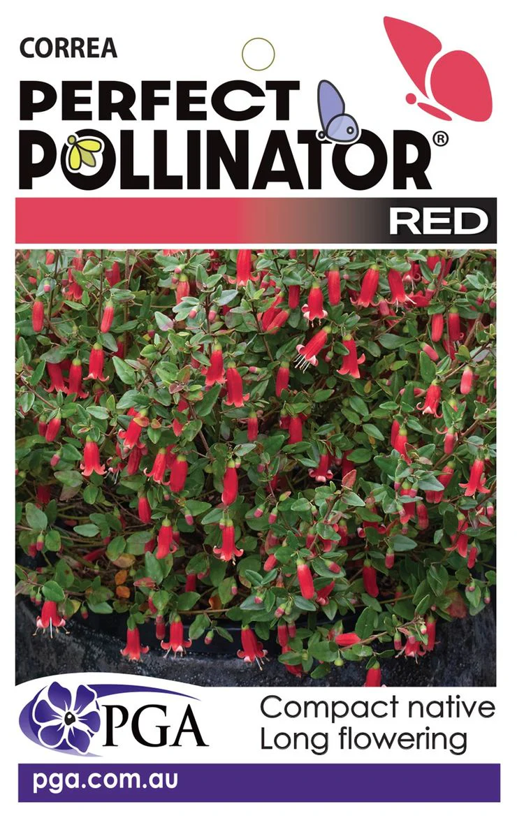 CORREA PERFECT POLLINATOR - Image 6