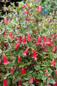 CORREA PERFECT POLLINATOR - Image 7