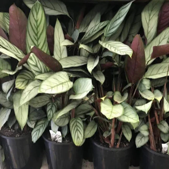 CTENANTHE GREY STAR 130MM - Image 2
