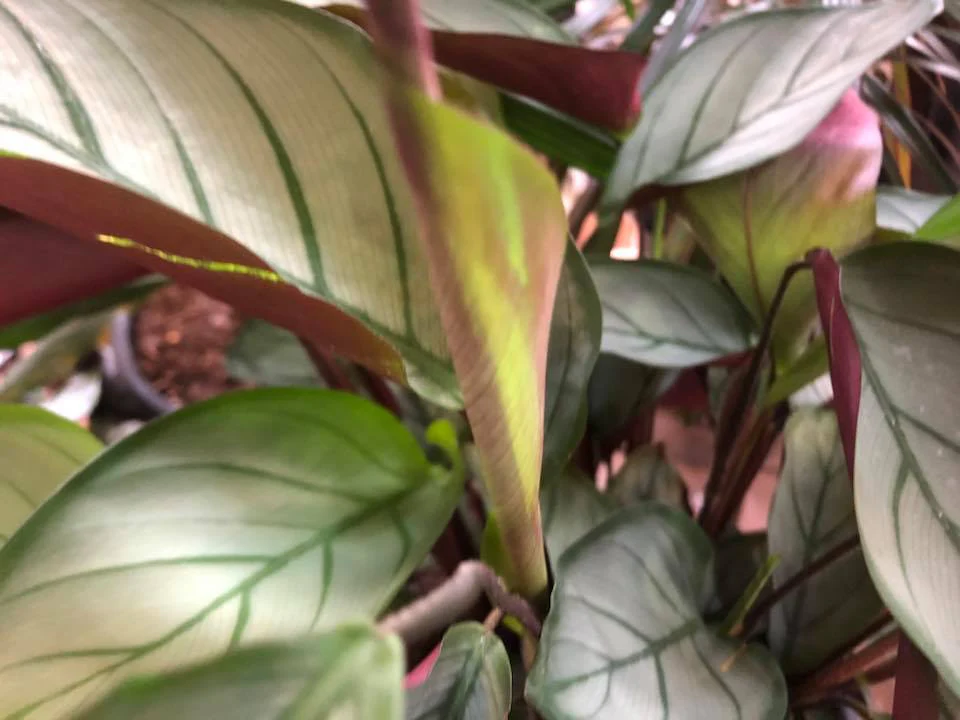 CTENANTHE GREY STAR 130MM - Image 3