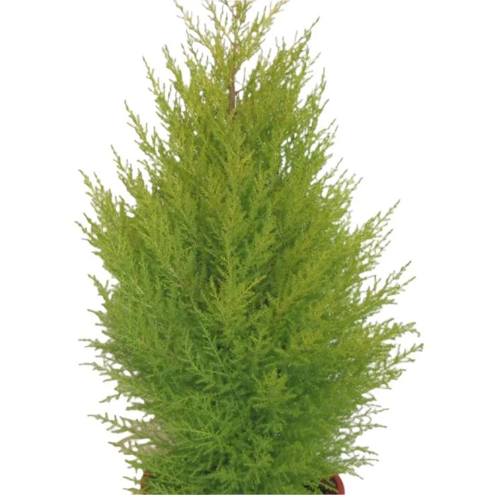 CUPRESSUS LEMON SCENT 140MM
