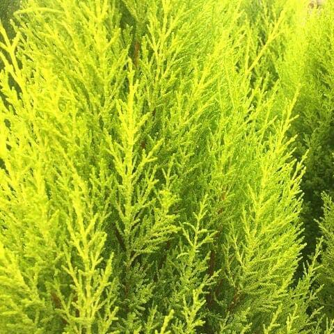 CUPRESSUS LEMON SCENT 140MM - Image 2